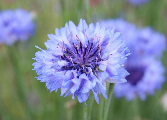 爽やかな薄紫色の花を近所の庭でみつけました　調べてもよく分かりませんでしたが「マツムシソウ？」に似ていました　花に魅せられて写真を一枚撮りました　なんという名前の花でしょうか