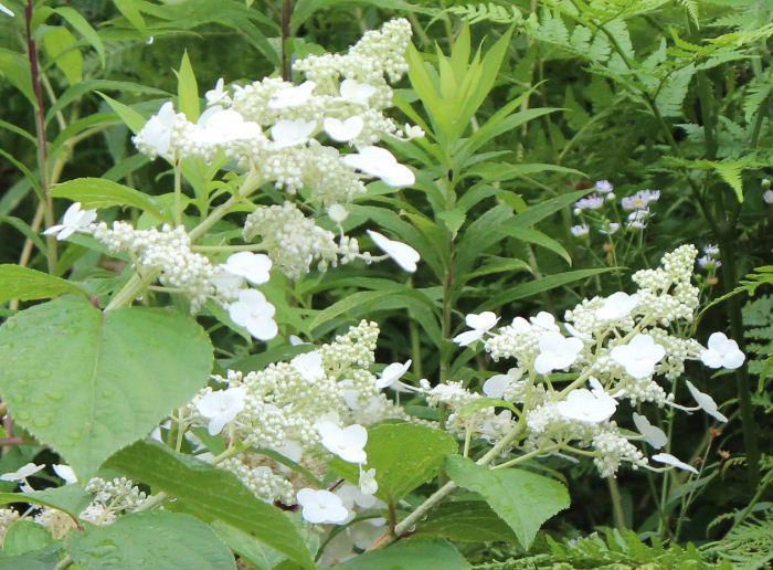雨に打たれたアジサイと似た白い「ノリウツギ」が咲いていました　散歩で見つけた花ですが枝先に円錐形の花の形をしてたくさんの両性花と白い装飾花をつけています　葉っぱも卵型の楕円形していて雑草の中でひときわ目立つ花で中には庭に植えられている庭園樹となっているようです