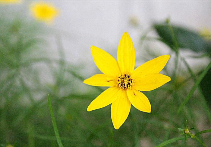 朝からあいにくの雨で回りの木々や草花も雨に濡れています　昨日撮った黄色の花も今朝は雨に打たれ重そうに垂れ下がっています　図鑑で名前を調べてみましたが黄色の花があまりにも多くてわかりませんでした　細い葉、質素な黄色の花はなんという名前の花でしょうか