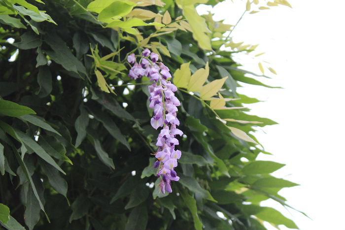 伸びてきたフジのつるを剪定しました　その先から季節はずれのフジの花が咲いています　５月の爽やかな季節のフジとは違って曇天のそらにあまり映えない花となってしまいました　撮ったのは昨日の夕方の写真です