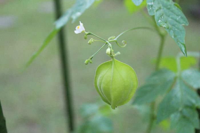 小さな花を付けていた「フウセンカズラ」に実が付きました　あの小さな花が本当に風船のように膨らんだ実が爽やかな黄緑色になりました　次はどんな色になるのだろうか