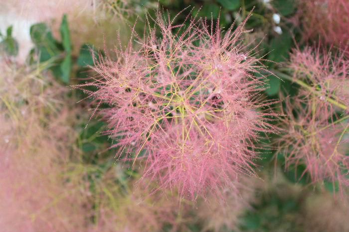 花の後に花柄が糸状に伸びて、全体がふわふわした羽毛状になり、煙のようにみえることから「スモークツリー」と名前がついたのでしょうか　雌雄異株で煙が楽しめるのは雌木でだということです　赤っぽいものだけでなく白っぽいものもあるそうです　葉も緑や暗紫色のものがあある不思議な花木です