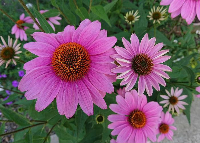 この花を植えている方から「〇〇〇〇〇」と聞きましたがすっかり忘れて図鑑やネットで調べましたが見つからずじまいでした「ムラサキバレンギク」とも似てるがちょっと違うかなあ