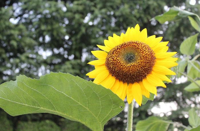今日の最高気温が３６度になるのではとの予報です　梅雨が明け厳しい暑さの夏がやってきました　夏を代表する花「ヒマワリ」が咲き始めました、背丈も花の大きさや色も様々ですがやっぱり夏の花は「ヒマワリ」ですね　昨日も暑かったのですが今日はそれ以上です　熱中症に注意しましょう