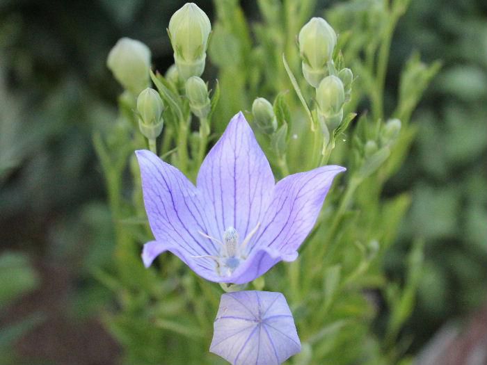 山などに自生している「キキョウ」ですが庭などにも植えられ　昔といっても私が幼い頃のお盆のお墓参りにはよくお供えした花です　星形に咲く花ですがつぼみは膨らんだ風船のようなので英名は「バルーンフラワー」です　お盆のお花は「キキョウ」「カルカヤ」「オミナエシ」とよく言いましたがその一つです