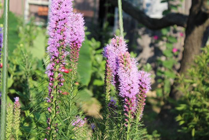直立した茎の上の方に小さな花密についている「リアトリス」別名「キリンギク」は形が槍のように見えるので「ヤリザキリアトリス」とも呼ばれています　細い糸のように見えるのはなんという部分でしょうか