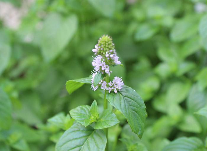 葉が柑橘系の香りがする「オーディコロンミント」の花が咲きました　とてもいい香りのする植物ですが花は決して目立たずひっそりと咲いています　食用ではなく香りを楽しんだり虫よけになるとのことです　プランターに植えっぱなしで根がびっしりと這いちょっと水やりを忘れると夏の暑さでくたーっとなってしまいます　清涼感のある爽やかな香りが何とも言えない植物で「オーディコロンミント」そのままです