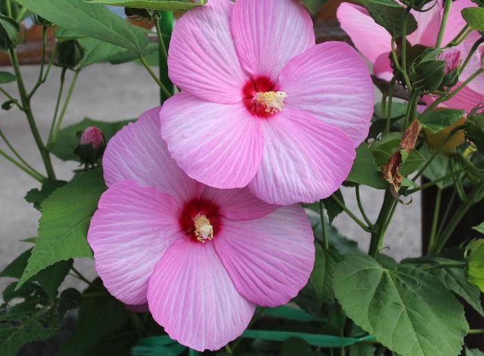 夏の暑い季節に大きな花を咲かせる「アメリカフヨウ」が今年もS氏の庭に咲いていましたので紹介します　園芸種の中では直径が２５㎝以上にもなるものもあります　朝に開き夕べに閉じる１日だけの花ですが毎朝新しい蕾が開くので１か月以上も楽しめる花だそうです　ピンクの他に白や赤色の花もあり咲き揃っている姿は見事です