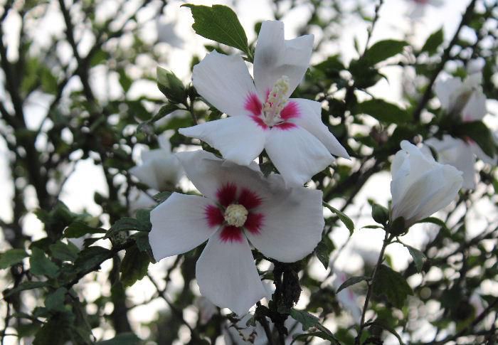 今の季節に咲く花木でよく似た花を咲かせる「フヨウ」と「ムクゲ」があります　ネットでも見分け方が記されていますが何気なく見ているととてもよく似ています　白い「ムクゲ」の花が咲いています　白い花の底が紅い花ですが普通は紅紫色の花を咲かせるのが多いそうです
