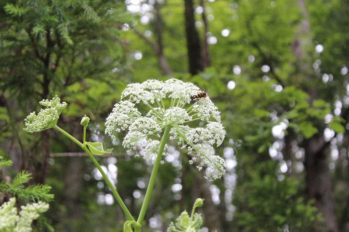 山を散策していた時に茎の先に淡黄色の小さな葉を傘のように咲かせる「アシタバ」が咲いていました　生命力が旺盛で今日葉をとっても明日また新しい葉がよく出るという意味で名付けられと言われています　よく似た「ハマウド」という名前の植物がありますのでどちらなのかわかりません