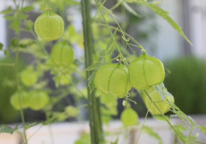 これは「フウセンカズラ」の種です　初めて鉢植えし収穫した種ですがこんな形をしている種にびっくりして紹介しました　間もなくお盆です　この「フウセンカズラ」を見ていると何故かお盆を思い出します　ちょうちんの形をしているからでしょうか