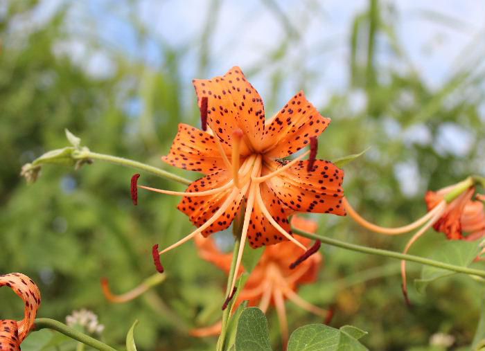 吉野川の土手に「オニユリ」の花が咲いていました　花びらに紫褐色の斑点がたくさんついていて　強く反り返って咲きます　大きく丈夫で堂々としており派手な花なので名前に鬼が付いたといわれています