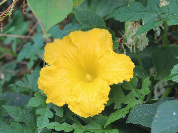 夏野菜の代表「カボチャ」の花が咲いています　様々な料理に使われる「カボチャ」ですが畑だけでなく河原の土手などどこにでも咲いています皆さんのカボチャ料理は何が好きですか