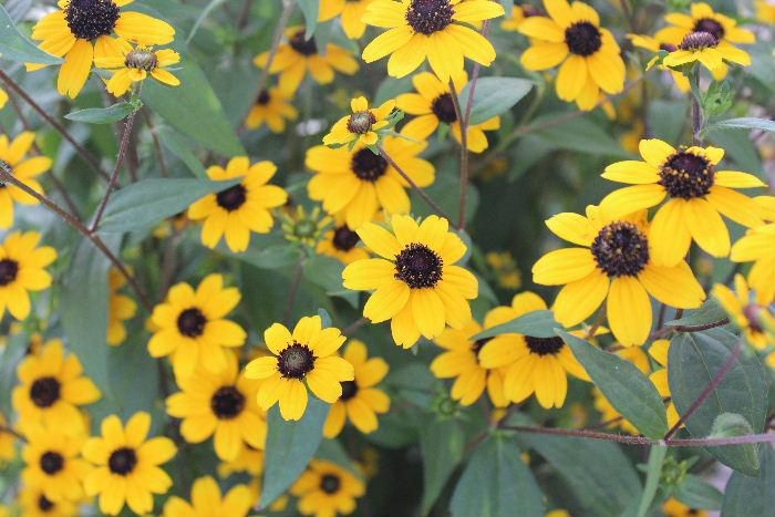 ７月３１日に「ルドベキア」という花を紹介しましたが今日紹介する花が「ルドベキア」のようです　小さなヒマワリのような花が上向きにたくさん咲いていて夏を思わせる花です　一昨日からかなり涼しくなりました　徐々に秋の気配を感じさせてくれるようになりました 今日は東北地方にも大雨が降りそうな予報です