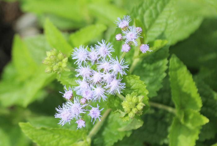 「ユーパトリウム」という花ですが「セイヨウフジバカマ」とも呼ばれています　キク科の仲間でふんわりと柔らかい雰囲気の紫色の他に白い花を咲かせます　ホームセンターでは「ミストフラワー」という名前で販売されていることも多いようで花を見るとなるほどと納得です