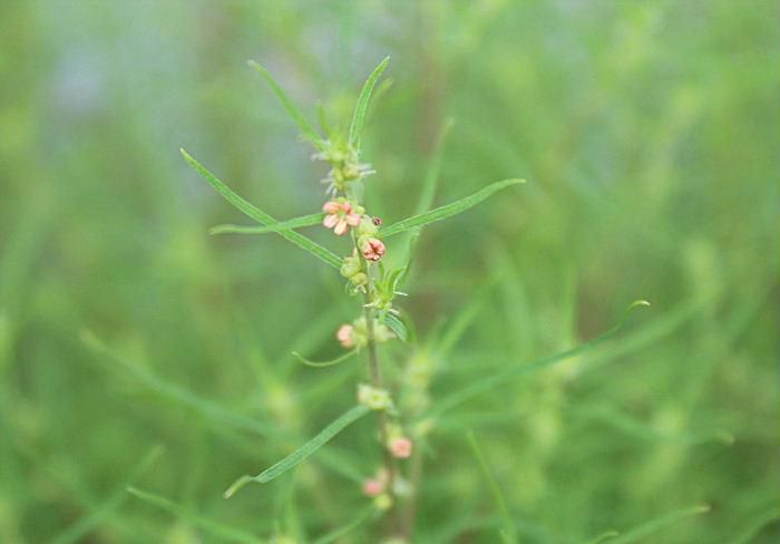 青々と茂っている「コキア」にいつの間にか小さな花が咲いています　これまで「コキア」は秋に真っ赤に紅葉する様子に目をうばわれていましたが、初めて花をジックリと眺めてみました　２～３ミリの小さなオレンジ色の花です　アップして撮影しましたがなかなか 上手く撮れません　秋が一歩一歩近づいていることを実感しています