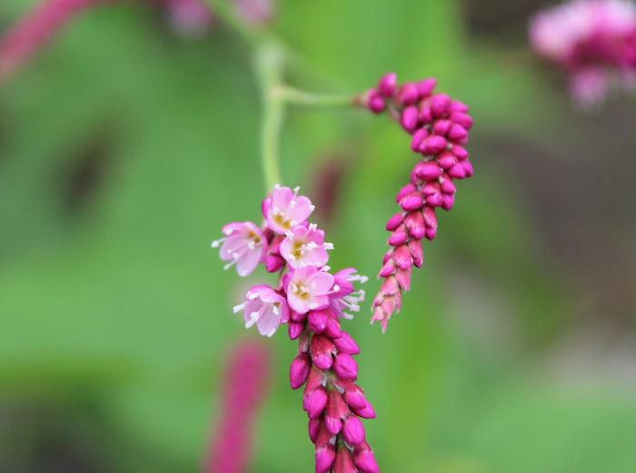 小さなピンクの可愛い花をつけた「オオケダテ」の花穂が弓なりにたくさんつけています　東南アジア原産の帰化植物で江戸時代から鑑賞されていたそうですが　こぼれた種から毎年花を咲かせ丈夫な植物で野生化したものであるとのことです　太い茎をもち小花がいつまでも色あせず次々と新しい花を咲かせてくれます