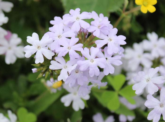 朝から陽ざしが注いでいます　５枚の花弁がさくらのように茎の先端に半球状にまとまって咲いている「ビジョザクラ」が咲いていました　「バーベナ」とも呼ばれていますが赤や紫、白など様々な色の花を咲かせてくれます　５月頃から１０月頃までと息の長い花で花壇やプランターによく植えられ庭を彩っています