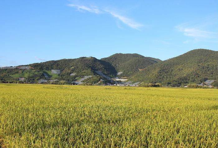 白竜湖の周りの田んぼの稲が黄金色になってきました　まもなく稲刈りがはじまります　収穫の秋の始まりであり翌年への橋渡しをする大切な季節の変わり目です　植物によっては実を付けながらもう翌年の花芽を付けている花木もあります