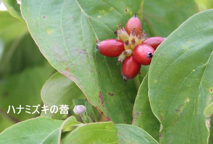 「ハナミズキ」に真っ赤な実が付きました　その実のそばに来年花を咲かせる花芽がもう付いています　実を付け葉を色づかせて葉を落とし厳しい冬を迎えようとしています　その傍で来年の準備をしているのです　毎年繰り返す自然の不思議な摂理です