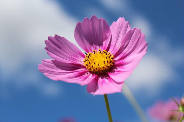 青い空白い雲と爽やかな秋の季節にピッタリのコスモスの花が咲いています　この季節になると秋の代表的な花のにコスモスの花が咲き乱れる写真が新聞や雑誌に掲載されるようになります