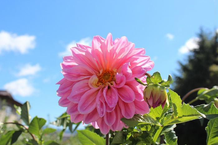 ダリアの花がそちこちに咲いています　これほど様々な色や形の花をもつ植物も珍しいのではないでしょうか　ニュースで９月２１日が川西ダリヤ園開園記念日に認定されたことが報道されていました　ダリヤ園の歴史も古く全国有数のダリヤ園であるとのことです　記念日に認定されるなんてすばらしいですね　今が盛りダリアですので一度訪れてみてはいかがですか