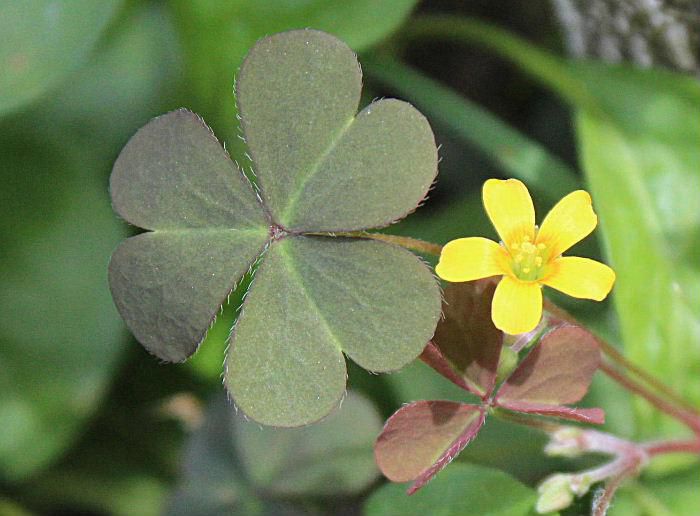 いたるところに地面を這うように生えている「カタバミ」の黄色の小さな花が咲いています　ハート型の３枚の葉と５枚の黄色の小さな花びらが付いています　円柱形の果実は熟すと果皮が割れて種子を弾き飛ばし増やしていきます　「カタバミ」という名前は「傍食み（かたばみ）」の意味で　葉の上半分が虫に食われたようになりハート型になることから付いたといわれています