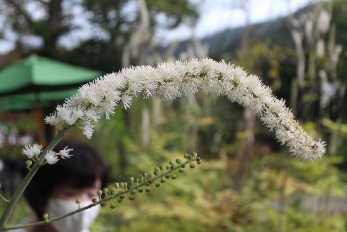 小さな白い花が稲穂のように咲いている「サラシナショウマ」と呼ばれる花を蔵王のペンション村のオープンガーデンで見つけました　多年草の植物ということで毎年咲かせてくれる花で庭にも植えてみたいと写真におさめました