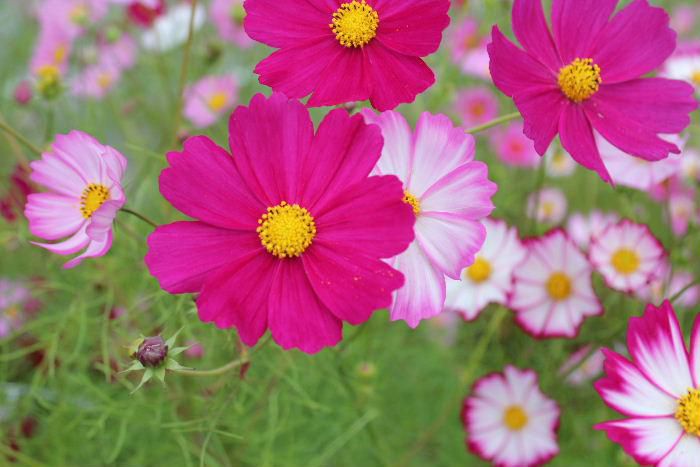 あちこちの道ばたにコスモスの花が咲いています　ピンクや赤だけなく様々な色の花を見ることができます　秋真っ盛りです　コスモスが一面に咲いている畑を見てみたいものです