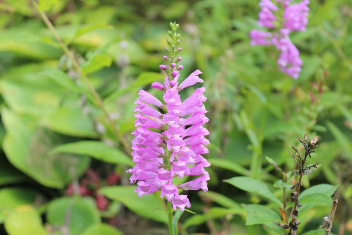 とても可愛いピンクの花が整然と並んで「ハナトラノオ」と似てますが茎が丸いので違うのかな　「ハナトラノオ」は四角の茎に下から上に整然と並んで小さな花を咲かせますので「ハナトラノオ」に似てます