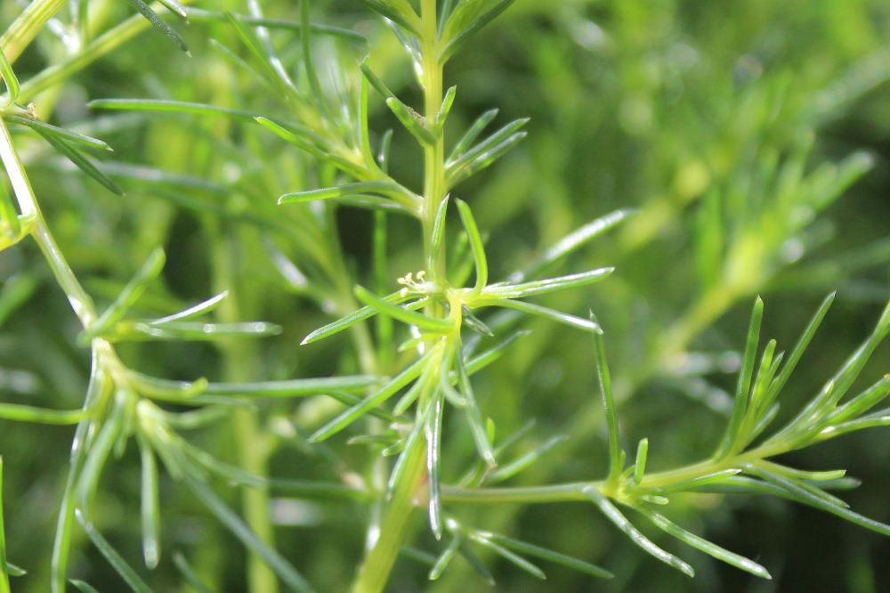 採種用に植えられた「オカヒジキ」の黄色の小さな花を撮りました　こんなに小さな花だったことを初めて知りました　ハウス栽培が広がり通年で収穫されるようになりましたが採種用は地植えで小さな花や実が付いていました　野菜たちも次の年を見越しているのでしょうか