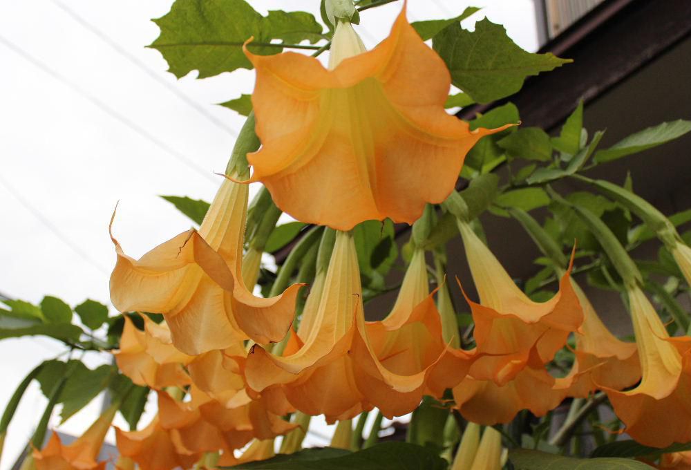 今朝はりんごう朝市に出かけました　新鮮な野菜やくだもの 揚げたてのドーナツやから揚げなど多くの客でにぎわっていました　朝市会場のすぐそばの家の庭にオレンジ色の「エンジェルストランペット」が見事に咲いていました　挿し木で増やしてきたと見事な花が下向きに咲いている鉢植えでした　夕方から夜にかけて甘い香りを放つそうです