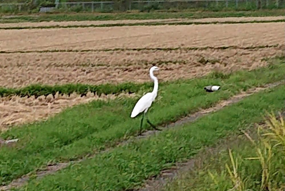 「米沢に白鳥が飛来した」とのニュースが報道されていました　いよいよ冬到来の知らせでしょうか　田んぼに稲刈りの終わった白い鳥が舞い降りていました　シロサギでしょうか　あぜ道で虫をさがしているのでしょうか　あるいは落穂をついばんでいるのでしょうか