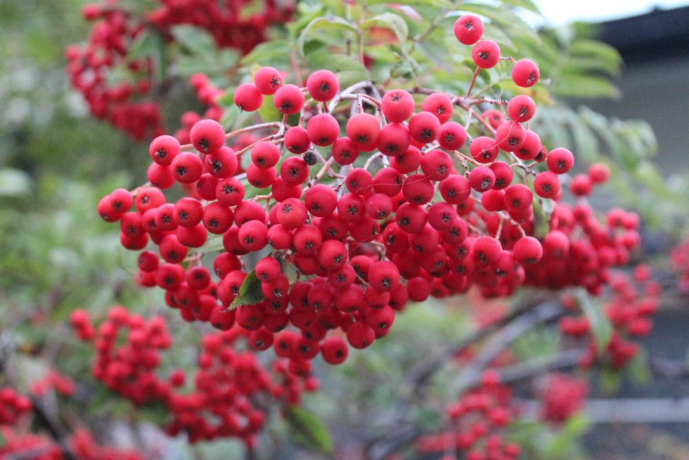 散歩の途中で真っ赤に色づいた実の花木をみつけました　調べてみると「ピラカンサ」という花木の実でないかと思われます　紅や黄色の実は秋を彩ってくれます　今朝の気温は１度ほどで本当に寒い一日のスタートです　我が家の庭も道ばたや道々の庭にも花がなくなり寂しくなりますね