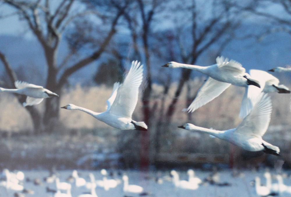 全国有数の「ハクチョウ」の飛来地　瓢湖にいってきました　残念ながら数羽の白鳥しか見ることができませんでした　日中は近くの田んぼで餌を食べに飛んで行ってしまい夕方でないとみることができないとのことでした　白鳥の観察は早朝か夕方でないとのことです　カモの大群が群れていました　また一歩冬に近づいたことを実感しました
