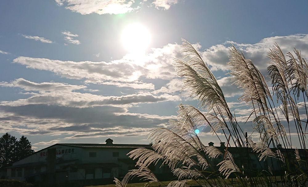 「ススキ」の穂が一段と白く輝いて見えるようになりました　夕方の秋の風に吹かれてゆらゆらと揺れています　秋の太陽も心なしか弱々しくなったような気がします　この頃の太陽の暖かさは惜しんで温まらなければと思うようになりました