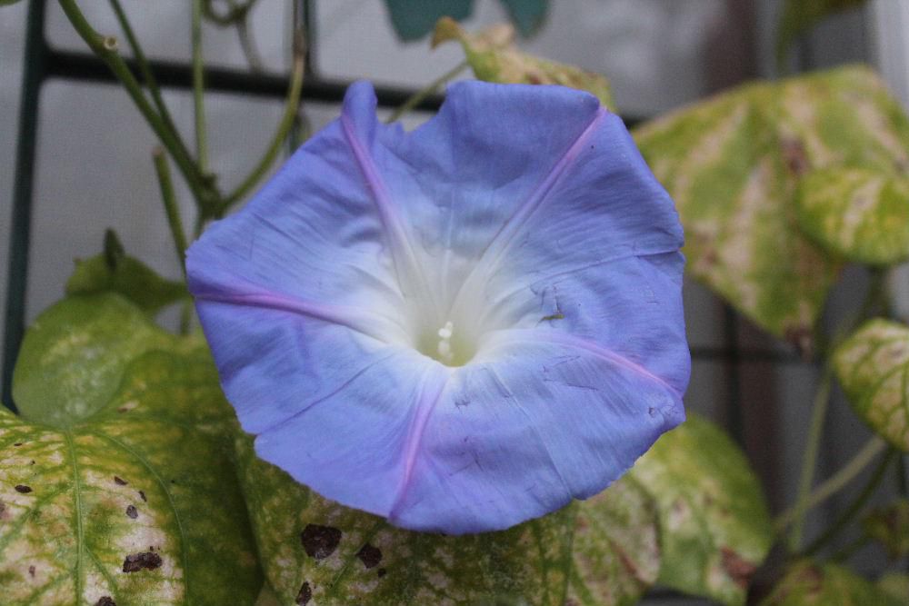 軒下に這わせている「セイヨウアサガオ」の花が寂しそうに色あせてポツンと咲いています　葉もほとんど枯れてしまい夏の終わりに抗うかのように必死に咲こうとしているようです　瀬戸内寂聴の「夏の終り」という小説を思い出しました　南陽市宮内出身で芥川賞候補作家 小田仁二郎との道ならぬ恋を描いた私小説ですが　妻子がありながら瀬戸内寂聴のもとに通う二人の関係を赤裸々に描いています