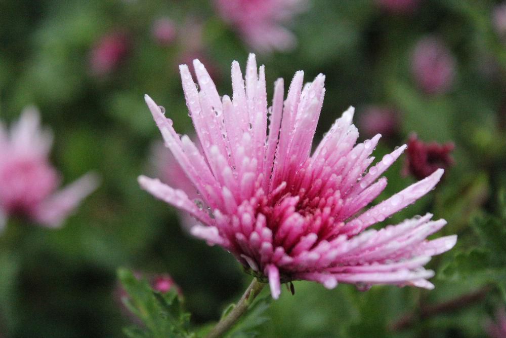 冷たい小雨が降っています　晩秋のこの季節になると咲いている花は「キク」が主となります　大きなキクから小さなキクまで様々ですが道々の傍の畑には食用ギクの「もってギク」が薄紫色に染められひときわ目立つようにさいています　シャキシャキとした食感と香りは置賜地方の秋を伝える伝統の食材の一つです