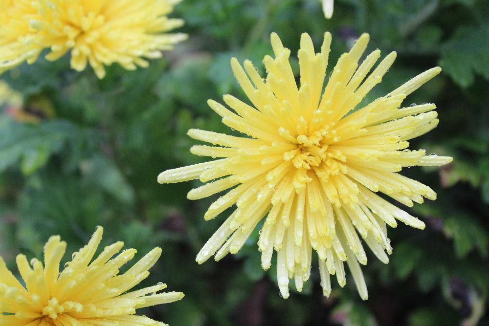 「キク」百態　散歩している道端の傍の畑にいろいろな菊の花が咲いています　秋を象徴する花ですが　もう咲いている花は菊ぐらいしかなくなりました