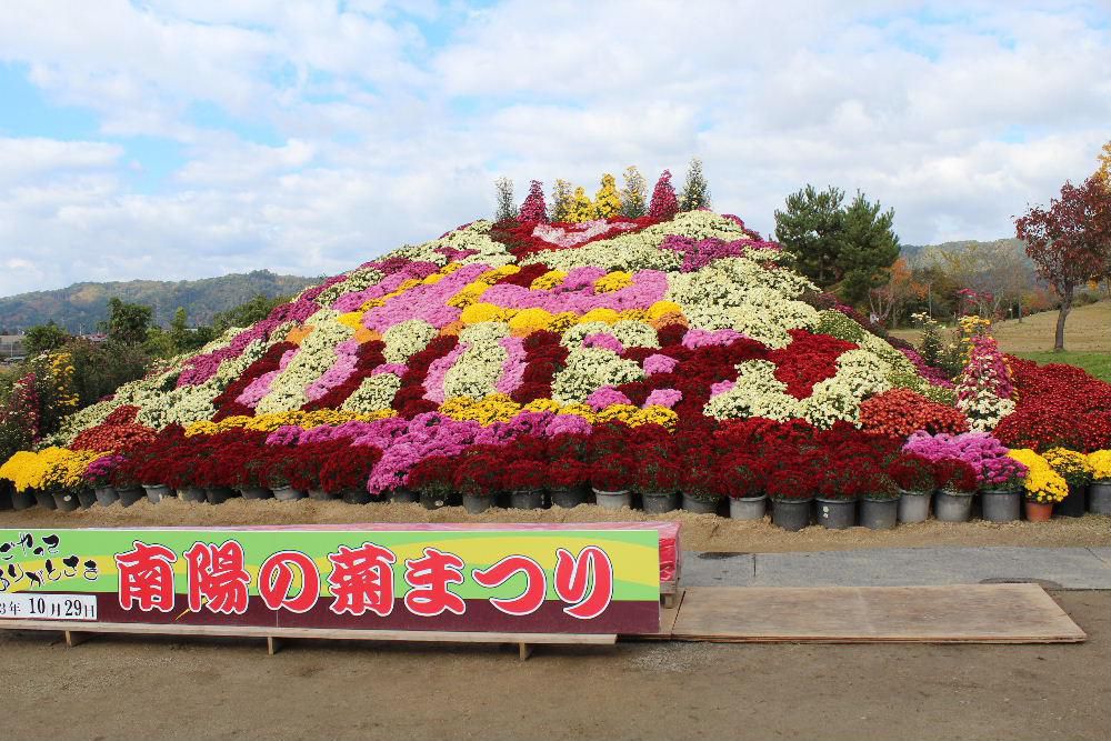 南陽菊祭り第２部が花公園を会場に開催されています　菊の愛好家や小学校児童たちが丹精込めて育てた菊が飾ってあります　聞くところによると本当に手間のかかる花で菊の栽培が始まると水やりなど本当に気をつかうそうです　その苦労もしらず「きれいだなあ」の一言だけでは済まない気持ちになってきます　