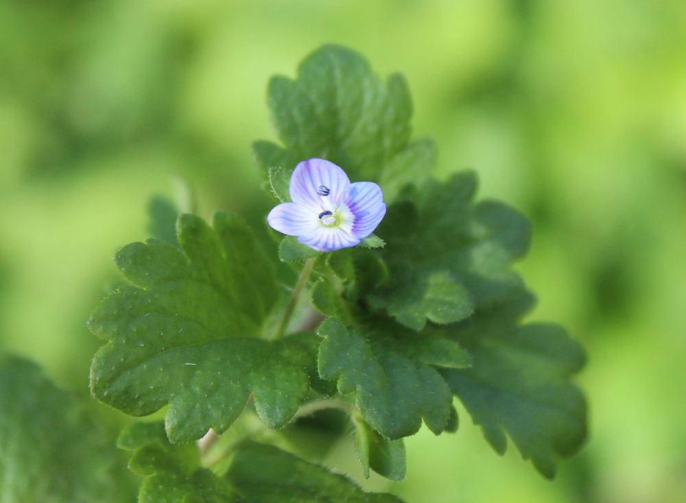 季節ハズレの淡い紫色の「オオイヌノフグリ」の花が咲いていました　この花は早春の２月から初夏にかけて咲く雑草でどこにでも咲いている花ですが　今頃咲いているのも珍しく思わずカメラにおさめました