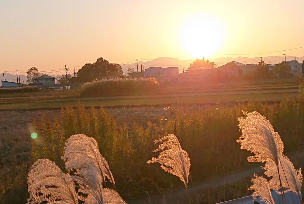 明日から雨が降りそうな予報です　一雨ごとに秋が深まり冬の足音が聞こえてきます　夕日に照らされたススキがそんな気配を伝えているようです