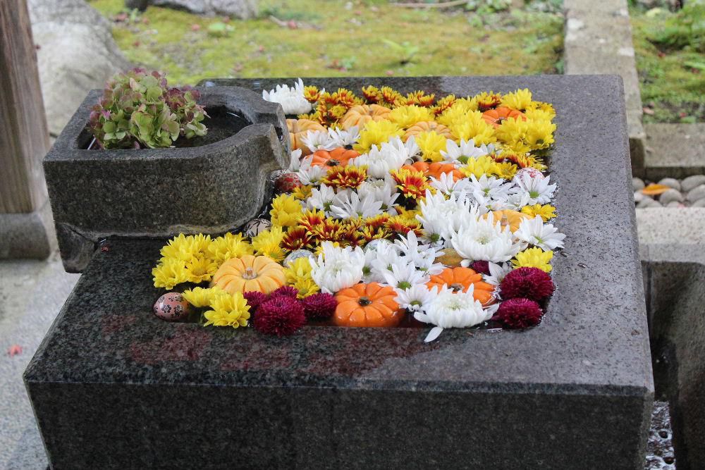 「花手水」です　コロナ禍で寺や神社では手を洗ったり口を漱いだりする手水が使われなくなりました　その手水を利用して花を浮かべ来訪者の心を和ませてくれる「花手水」がありました　季節の花である菊やダリアなど様々な花が浮かんでおりホッとさせてくれました　そろそろ花の季節が終わりに近づいてきました　もう少しだけ花を楽しませてほしいものです