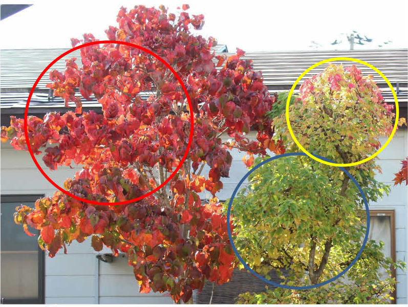 雨が降ったり太陽が顔を出したりとコロコロと変わる天候です　庭の花木に陽の光が差し込んで鮮やかな紅葉を楽しませてもらっています　といっても小さな庭ですがちょうど信号の色のように「赤」「青」「黄」の三色の葉ついています　もうかなり落ちましたがかろうじてついている葉たちですが全ての葉が落ちてしまうのもまもなくです