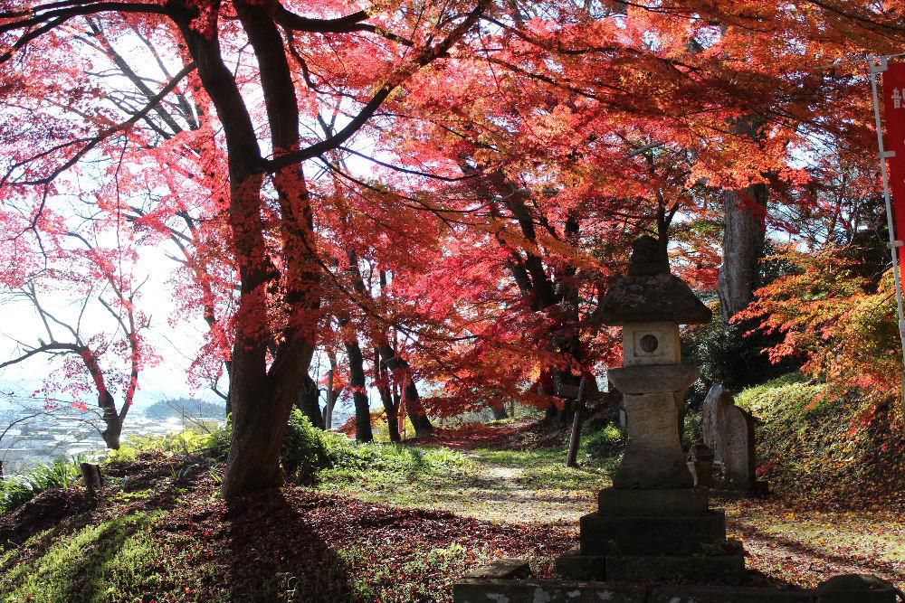 昨日は好天に誘われて烏帽子山公園に登ってみました　木々の葉はまもなく落ちそうで色づいています　木々に葉がついていない寂しい風景がまもなくやってきます