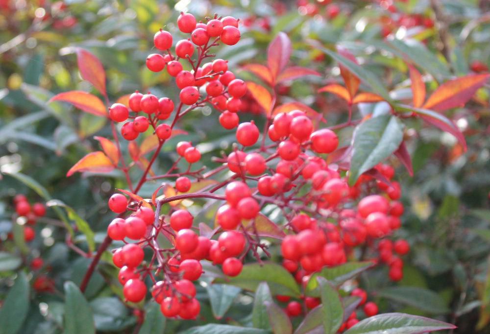 知人宅の庭に紅白のナンテンの実がついている南天の木を見せていただきました　南天の実は赤いものと思っておりましたので白い実を見た時はちょっと驚きました　紅白セットになっておめでたい実です　赤い実がついているのは「ナンテン」白い実がついているのは「シロミナンテン」です　ナンテンの名前が「難転」に通じ災いを除けてくれる縁起のよい樹木とされています