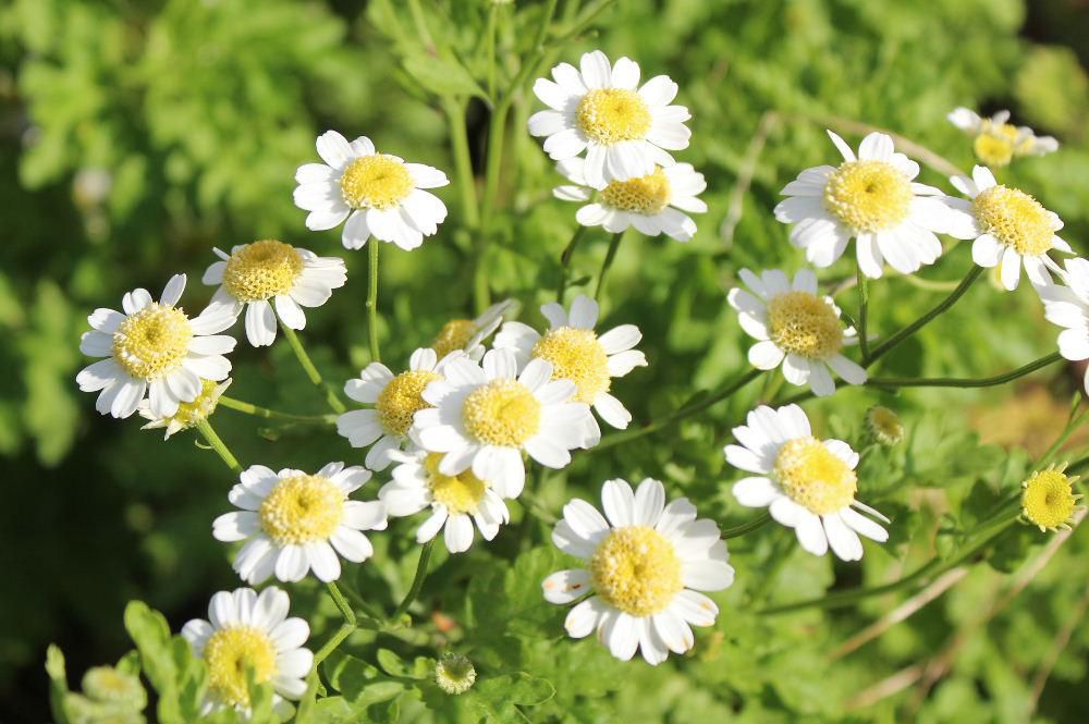 一気に寒さがやってきました　道すがらに白い小さな花をみつけました　咲いている花が少なくなり貴重な花です　冬がどんどん近づいてきています　冬支度はお済ですか
