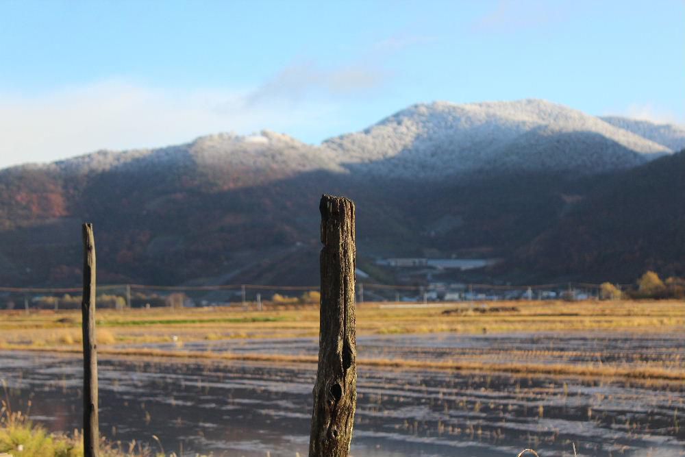 十分一山の冠雪とポツンと取り残された稲杭が季節を感じさせてくれます