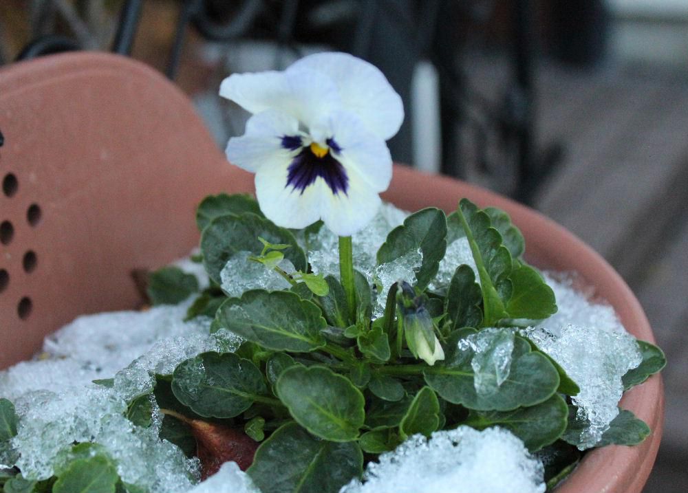 濡れた雪がかかったパンジーも今朝の晴天ですっかり解けかかっています　昨夜来からの雪がどの程積もるのか心配しましたが今日から２、３日は晴れマークもみえ雪の心配がなさそうです　冬支度の最後のチャンスですよ