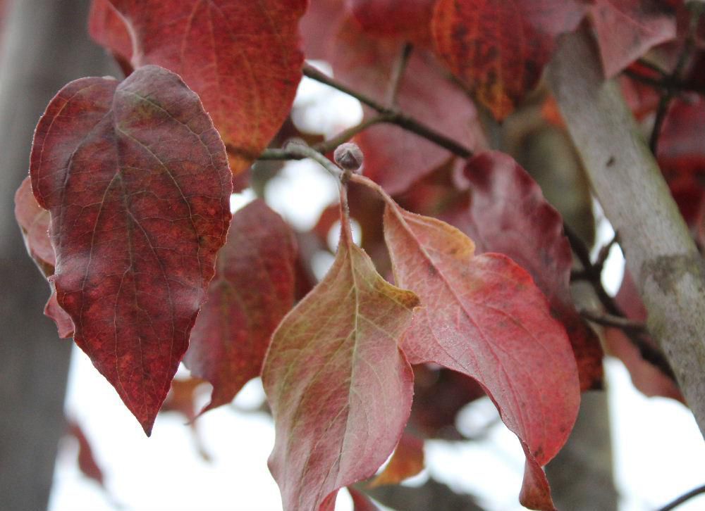 今朝も外は氷点下５度を下回る寒さです　紅葉したハナミズキの葉も落ちそうでその傍には花芽もついています　命のつながりを感じる風景です　今朝の新聞のコラムに夕暮れの紅葉についてしたためられています　いろいろと考えさせられる一文ですので下に紹介します